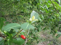 Erythroxylum monogynum