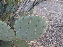 Opuntia dulcis
