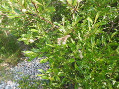 Salix planifolia