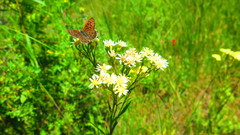 Solidago × krotkovii