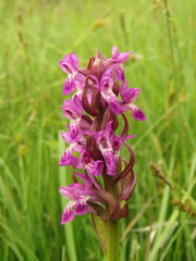 Dactylorhiza incarnata incarnata