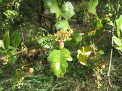 Rhus mysorensis