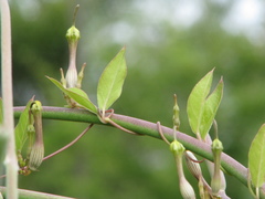 Ceropegia candelabrum biflora