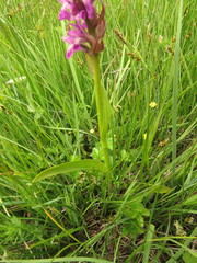 Dactylorhiza incarnata incarnata