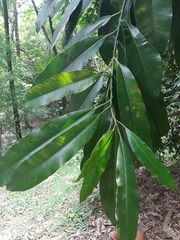 Aspidosperma spruceanum