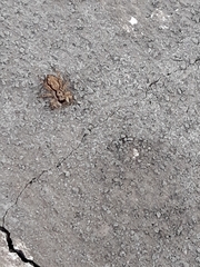 Menemerus bivittatus