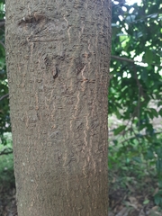 Aspidosperma spruceanum