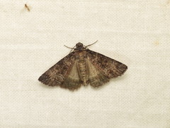 Dysbatus singularis