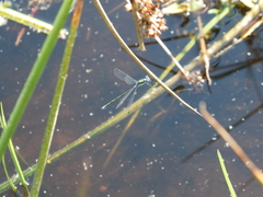 Lestes dryas