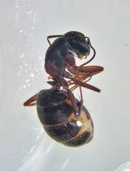 Mermithidae