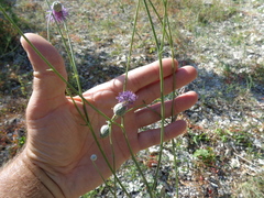 Centaurea scabiosa adpressa