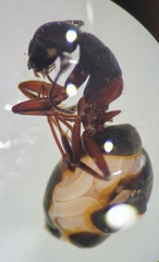 Mermithidae