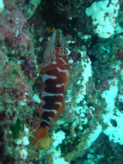 Hypoplectrodes semicinctum