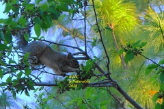 Sciurus oculatus