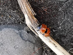 Adalia bipunctata frigida