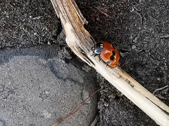 Adalia bipunctata frigida