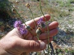 Centaurea scabiosa adpressa