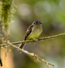 Leptopogon superciliaris