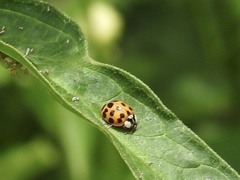Harmonia axyridis