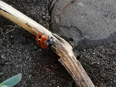 Adalia bipunctata frigida