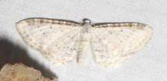 Eupithecia cretaceata