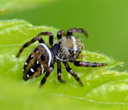 Brilliant Jumping Spider