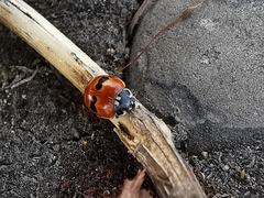 Adalia bipunctata frigida