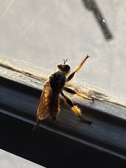 Pogonosoma maroccanum