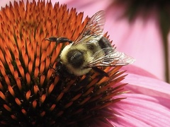 Bombus impatiens
