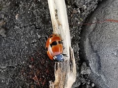 Adalia bipunctata frigida