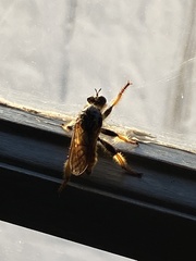 Pogonosoma maroccanum