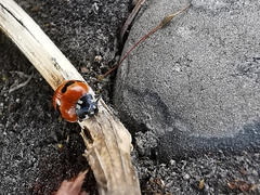 Adalia bipunctata frigida