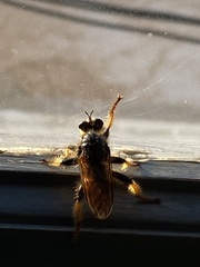 Pogonosoma maroccanum