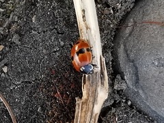 Adalia bipunctata frigida