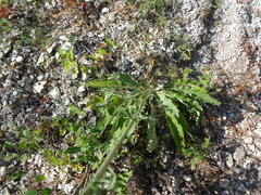 Centaurea scabiosa adpressa