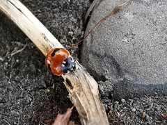 Adalia bipunctata frigida