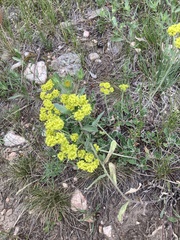 Eriogonum flavum
