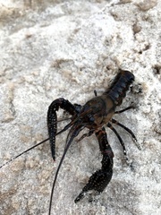 Procambarus (Pennides) image