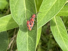 Tetraopes tetrophthalmus