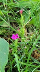 Dianthus armeria