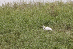 Egretta garzetta
