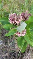 Asclepias syriaca