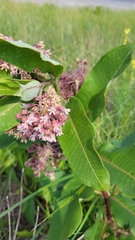 Asclepias syriaca