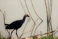 Porphyrio poliocephalus