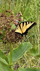 Papilio canadensis × glaucus