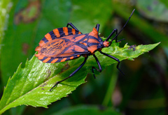 Spartocera pantomima