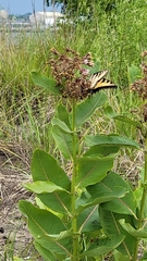 Papilio canadensis × glaucus
