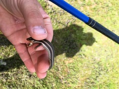 Plestiodon skiltonianus interparietalis