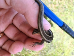 Plestiodon skiltonianus interparietalis