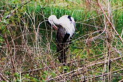 Ardea cinerea